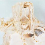 PALE SAINTS - In Ribbons