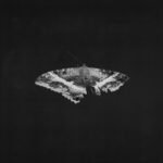 KENDRICK LAMAR -To Pimp A Butterfly (10 Year Anniversary Edition) - Alternate Artwork