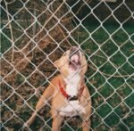 KNOCKED LOOSE - Pop Culture