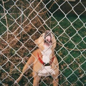 KNOCKED LOOSE - Pop Culture